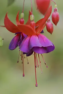 Fuchsia Royal Velvet (Fuchsia hybride)