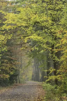Fuchteler Forest near Gut Welpe