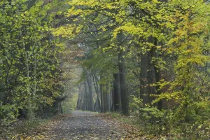 Fuchteler Forest near Gut Welpe