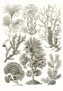 Fucoideae, brown tang, kelp, Art Forms of Nature
