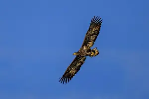Category Wildlife DE Prints: A full-wingspan eagle flying against a deep blue sky