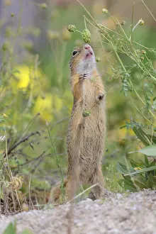 A fully grown European ground squirrel (Spermophilus citellus) eats seats