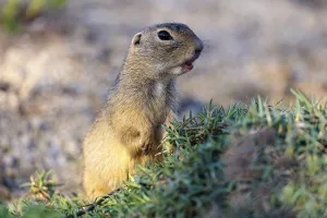 A fully grown ground squirrel (Spermophilus citellus)