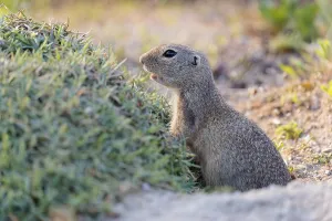 A fully grown ground squirrel (Spermophilus citellus)