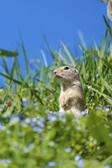 A fully grown ground squirrel (Spermophilus citellus)