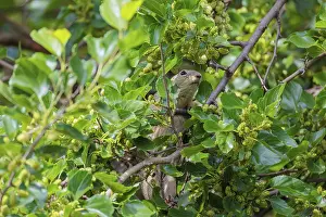 A fully grown ground squirrel (Spermophilus citellus) climbs a black mulberry tree (Morus nigra) (a rare sight)
