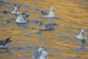 Fulmar (Fulmarus glacialis), Iceland