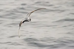 Fulmar Prion (Pachyptila crassirostris) flying