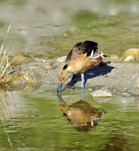 A Fulvous Whistling Ducks in a river in South Africa