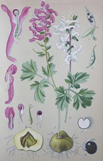 Fumewort (Corydalis solida), historical illustration from 1885