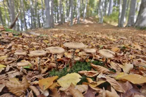 Fungi in an autumnal deciduous forest