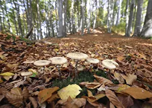 Fungi in an autumnal deciduous forest