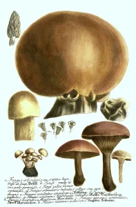 Fungi, Bovist (Fungus orbicularis)