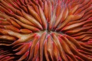 Fungia Coral (Fungia sp.), detail