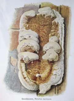 Fungus, dry rot, Merulius lacrimans