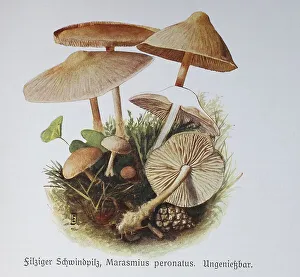 Fungus, Felty fungus, Marasmius peronatus