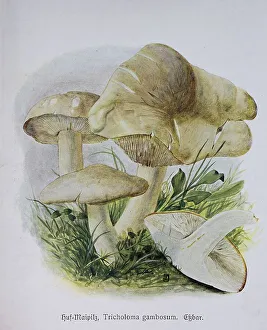 Fungus, hoof mycelium, tricholoma gambosum