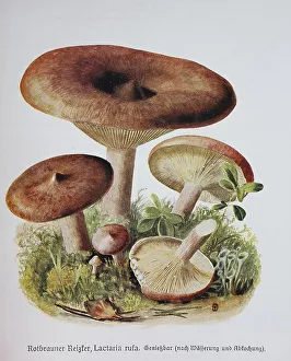 Fungus, Red-brown irritant, Lactaria rufa