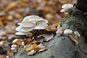 Fungus on a tree trunk in the forest