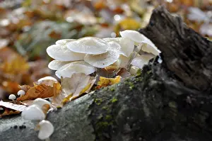 Fungus on a tree trunk in the forest