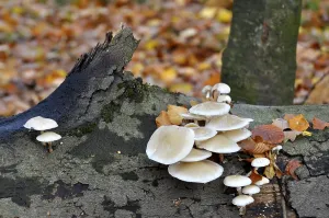 Fungus on a tree trunk in the forest