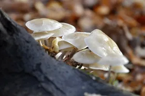 Fungus on a tree trunk in the forest