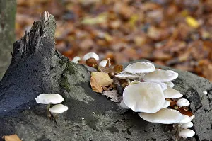 Fungus on a tree trunk in the forest