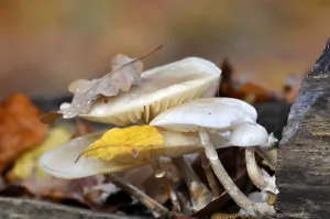 Fungus on a tree trunk in the forest