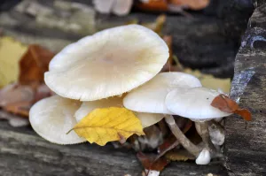 Fungus on a tree trunk in the forest