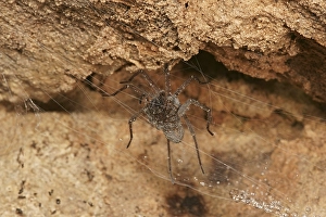 Funnel-web Spider (Tegenaria spec)