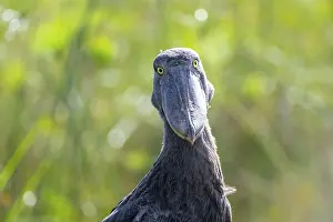 Funny animal portrait, shoebill (Balaeniceps rex) in the swamps of Mabamba