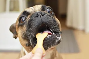 Funny brown French Bulldog dog with wide open eyes with greedy look and mouth getting a bone shaped cookie