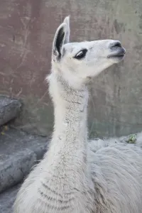 Funny close-up portrait of llama in zoo