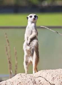 Funny and cute African rodent Meerkat or Suricate