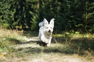Funny cute dog playing and running outside in forest
