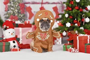 Funny dog Christmas costume. French Bulldog wearing gingerbread outfit with arms surrounded by festive decoration