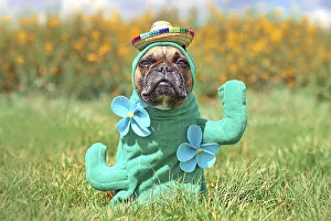 Funny dog costume. French Bulldog dressed up with cactus plant Halloween costume with fake arms