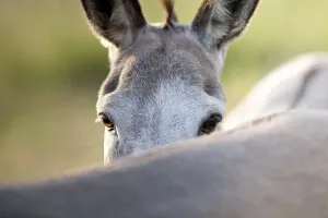 Funny donkey looks over his friends back