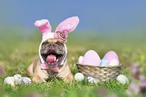 Funny Easter French Bulldog dog with rabbit costume ears next to easter eggs