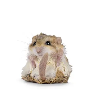 Funny Fat tailed gerbil aka Pachyuromys duprasi