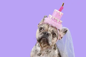 Funny French Bulldog dog with birthday party cake hat on violet background with copy space