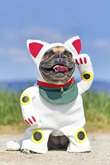 Funny French Bulldog dog dressed up with traditional Japanese so called Maneki Neko winking lucky cat