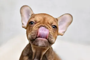 Funny French Bulldog dog puppy licking nose with tongue