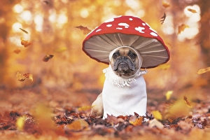 Funny French Bulldog dog in unique fly agaric mushroom costume standing in orange autumn forest