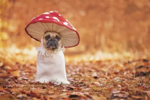 Funny French Bulldog dog in unique fly agaric mushroom costume standing in orange autumn forest with copy space