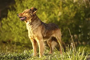 Funny Ginger Dog Stands on Grass Outdoor on Green Background