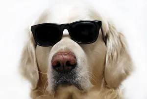 Framed Print : Funny Golden retriever dog wearing sunglasses