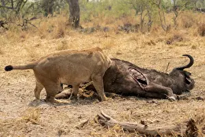 Funny, Kill, Lion (Panthera Leo) eats buffalo