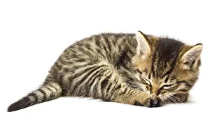 Funny kitten
