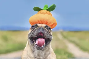 Funny laughing French Bulldog dog dresses up with Halloween pumpkin hat with mouth wide open